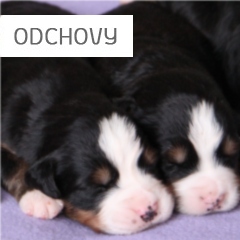 Odchovy
