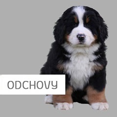 Odchovy